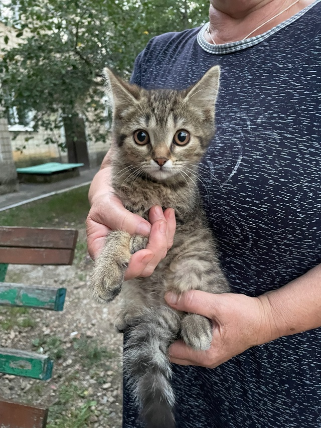 Котята срочно ищут дом! Два мальчика и девочка, котят п?...