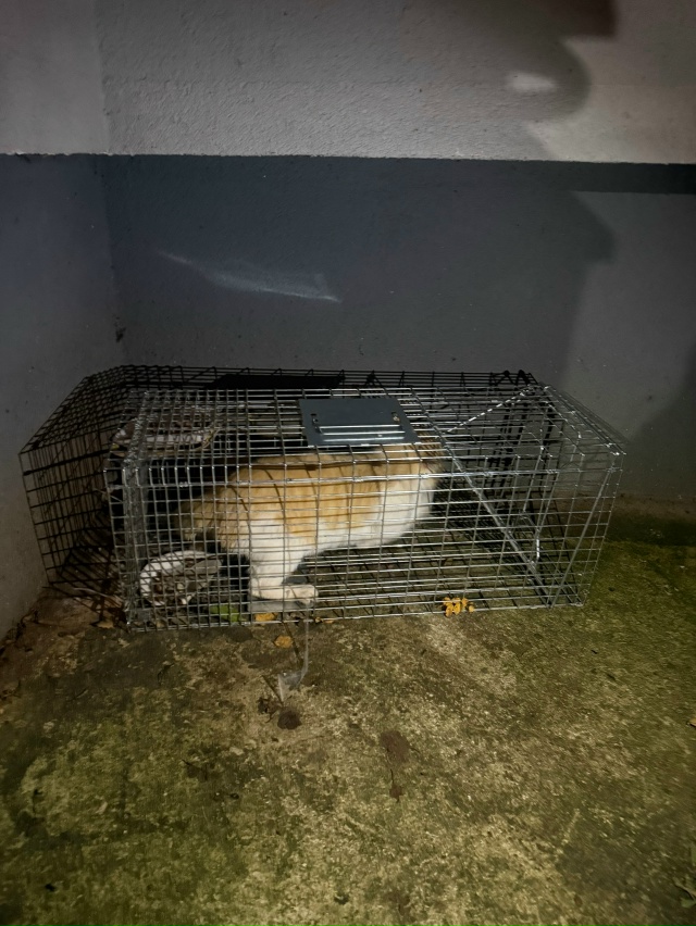 Верхняя 16. Услышали шорох,а там кот! Как так можно!?