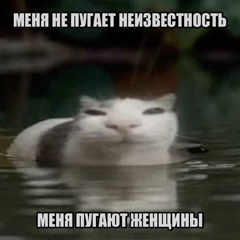 Кошачья подборочка
Спать, режим