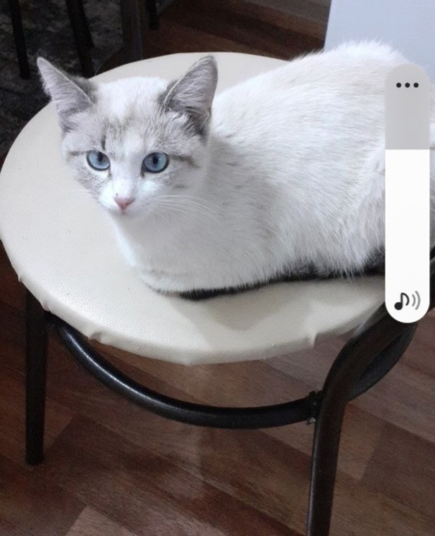 Пропала кошка на улице Стрелецкая,между улицами Жуков?...