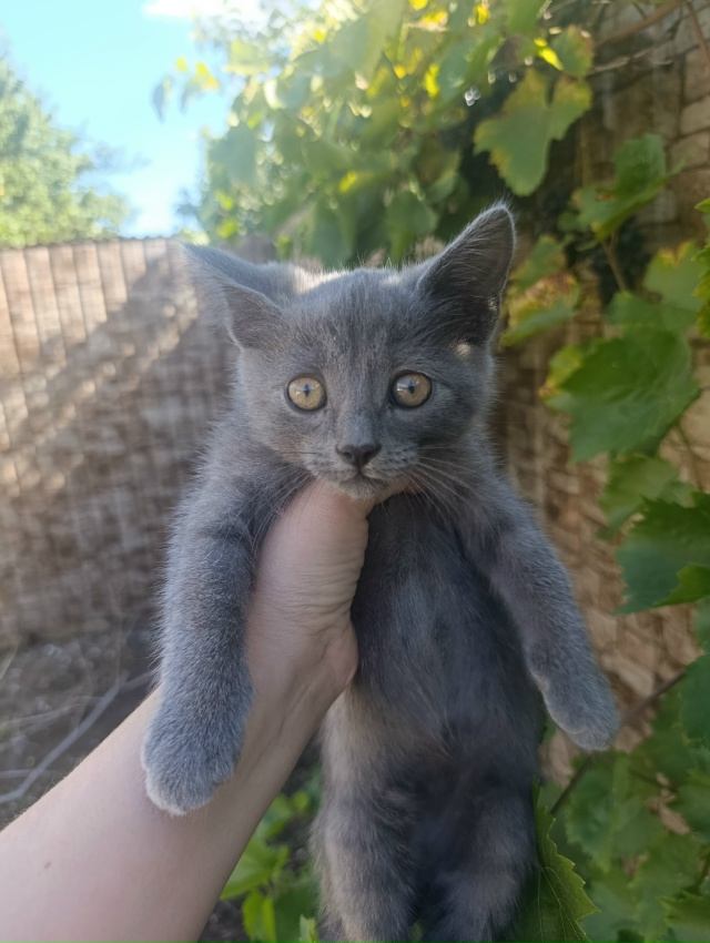 Отдам котят в добрые руки. 1 мальчик и 1 девочка.
Котятат...