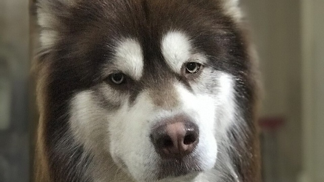 В Подмосковье младенца загрыз домашний маламут бабушк...