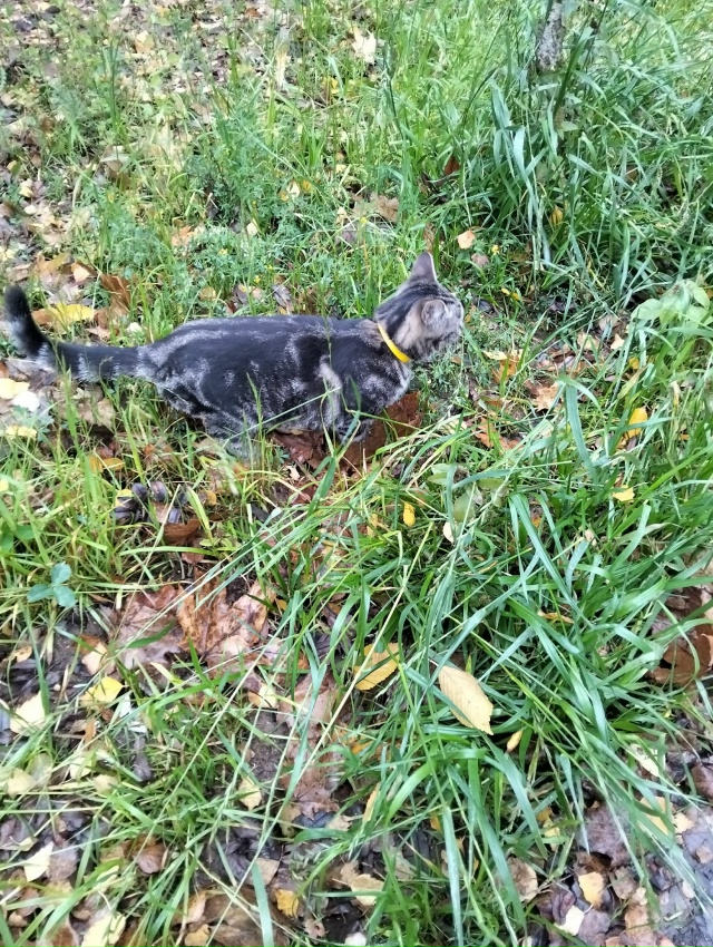 Доброе утро. Возле 15 школы сидит плачет котик. Видно чт?...