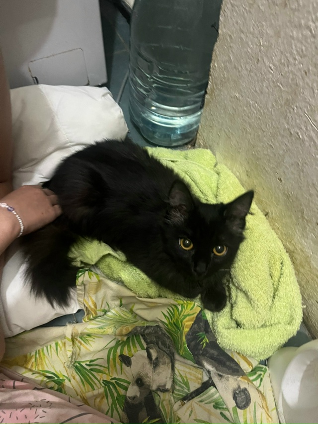 СРОЧНО ? !!!!!
НАШЛА КОТЕНКА ( ДЕВОЧКА )
БОГДАШКА
ЛАСВИН?...