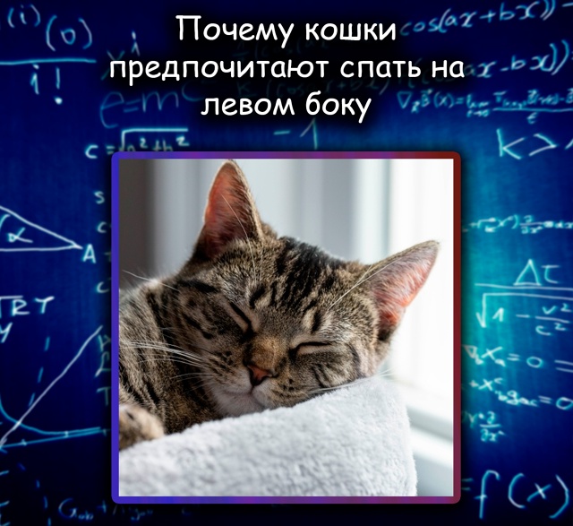 Учёные выяснили, почему кошки спят на левом боку
Анали...
