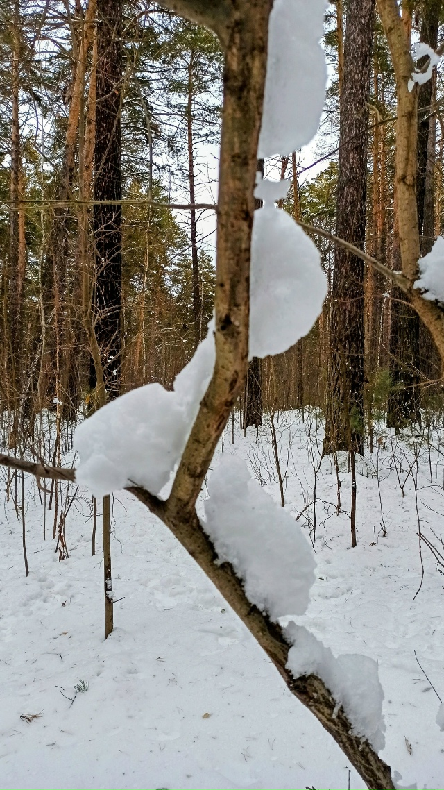 Ηoябpьcкий лec?
Жeлaющиe ужe кaтaютcя нa лыжaх ?