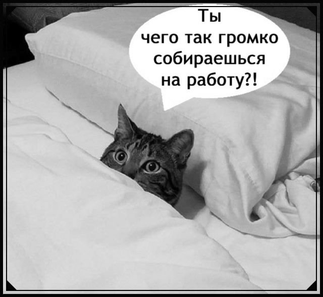 Хозяина разбудили.