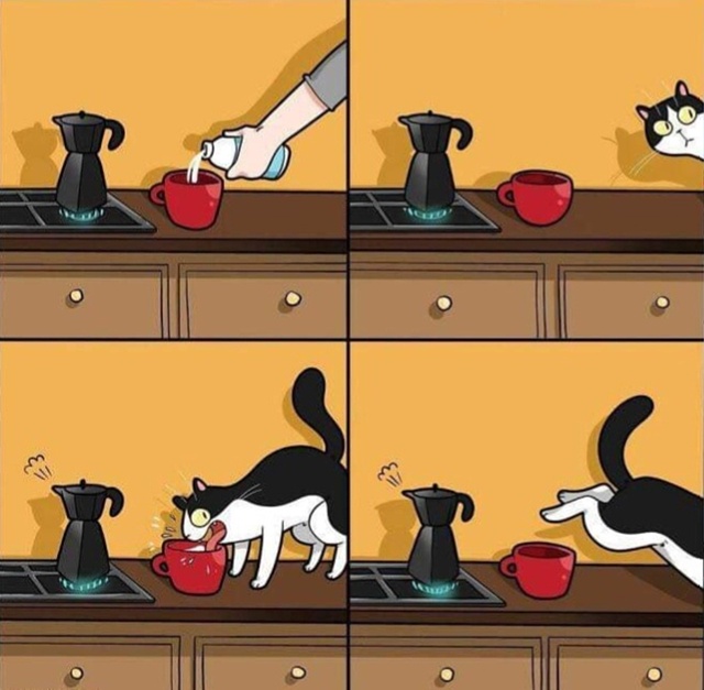 Типичное поведение кота)