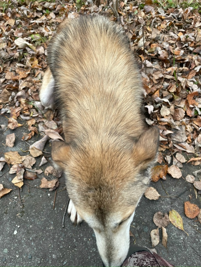 В лесу в районе пановки найдена лайка. Телефон для связ...