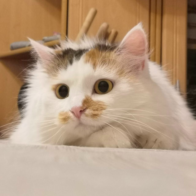 ПРОПАЛА КОШКА
(все ещё не найдена)
НАШЕДШЕМУ ДОСТОЙНО...