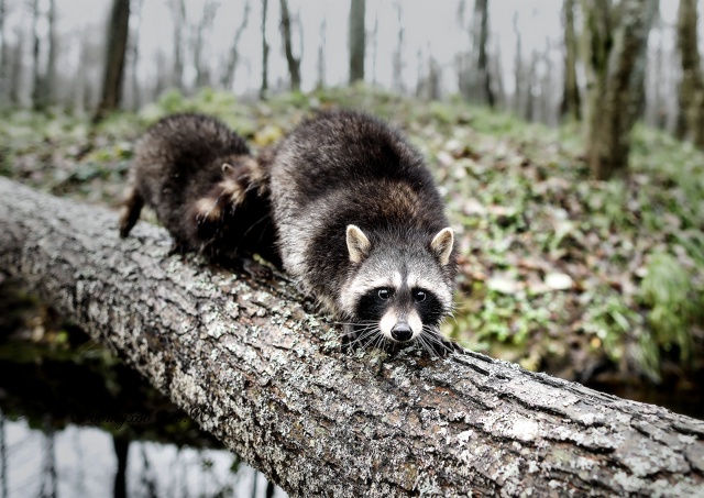 Новость из Подмосковного Сафари‑парка: сегодня тут ст...