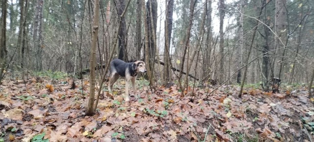 SOS‼️
Внимание! Между поворотом на Игумново и СНТ Перв...
