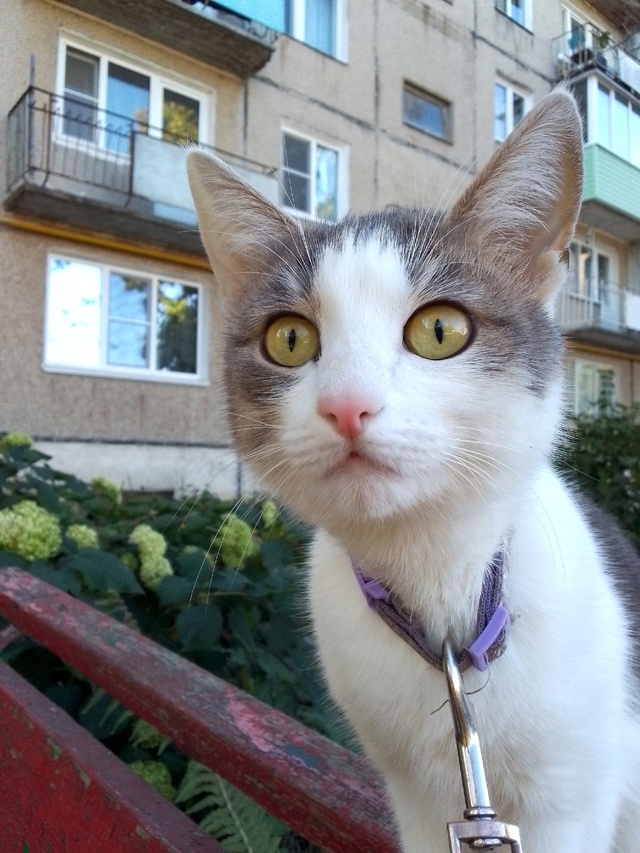 Прошу помоши.Пропала кошка в деревне Кузнецово в садах...