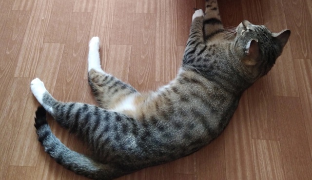 Пропал кот
Кличка Бусик
Пропал в районе садовая 43 -47
Е?...