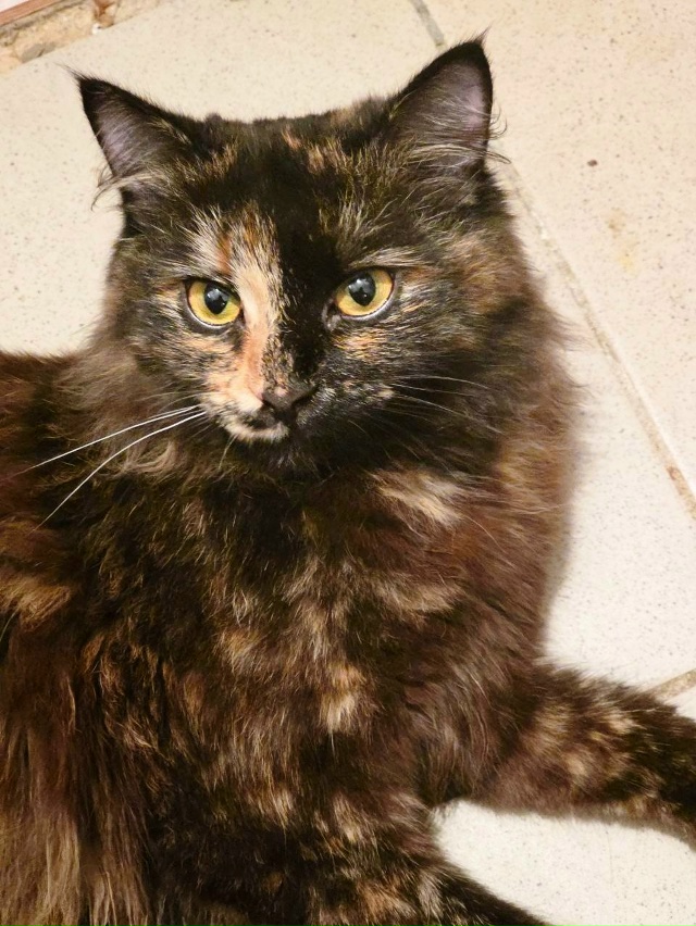 Киска Ириска🐈‍⬛