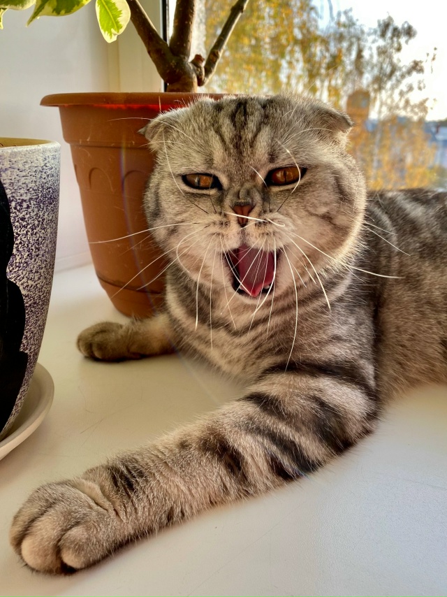 Подборка зевающих хвостиков 🥱🐈‍⬛🐈