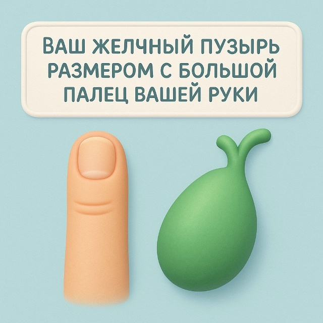🫛 Маленький, но важный орган
Желчный пузырь действит?...