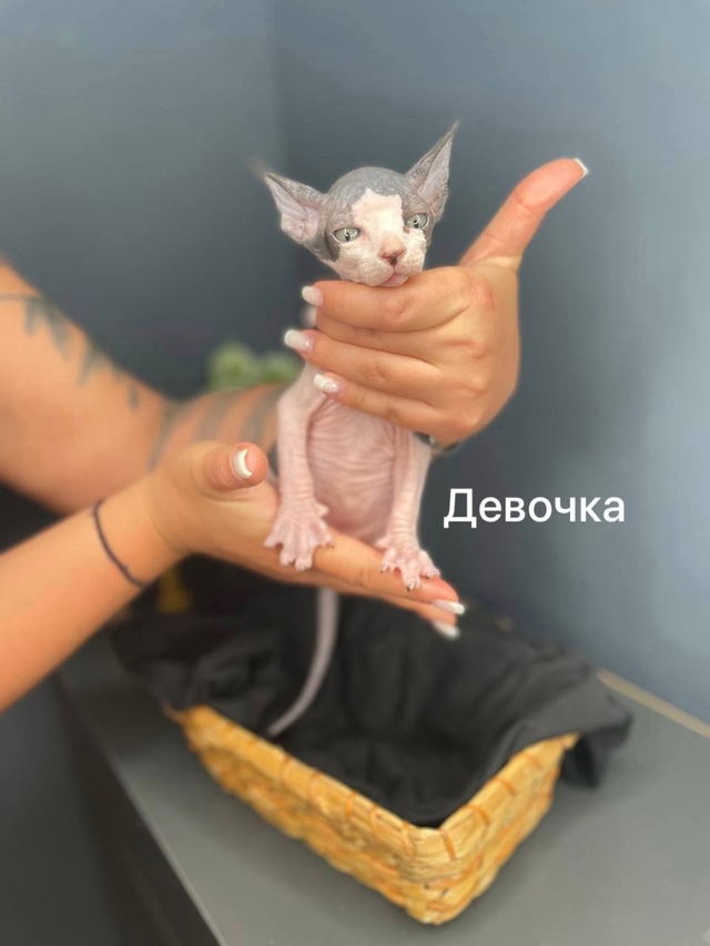 🩵😻🩷Продаю Милашeк-Очаровашек💗 Приoбрeтая ceбе сфин?...