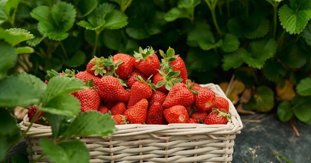 Яркие и сочные краски лета🍉🍓🍒🫐