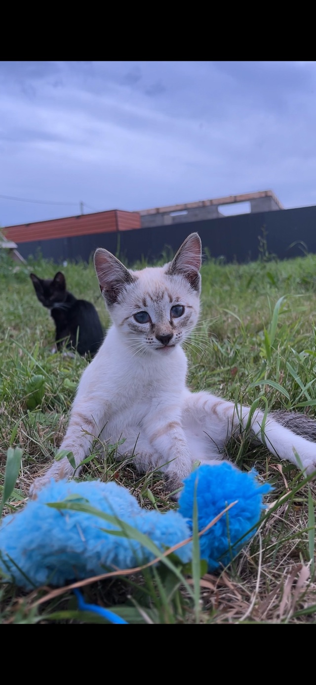 Отдам котят в добрые руки ❤️Котятам 3 месяца! 89874864300