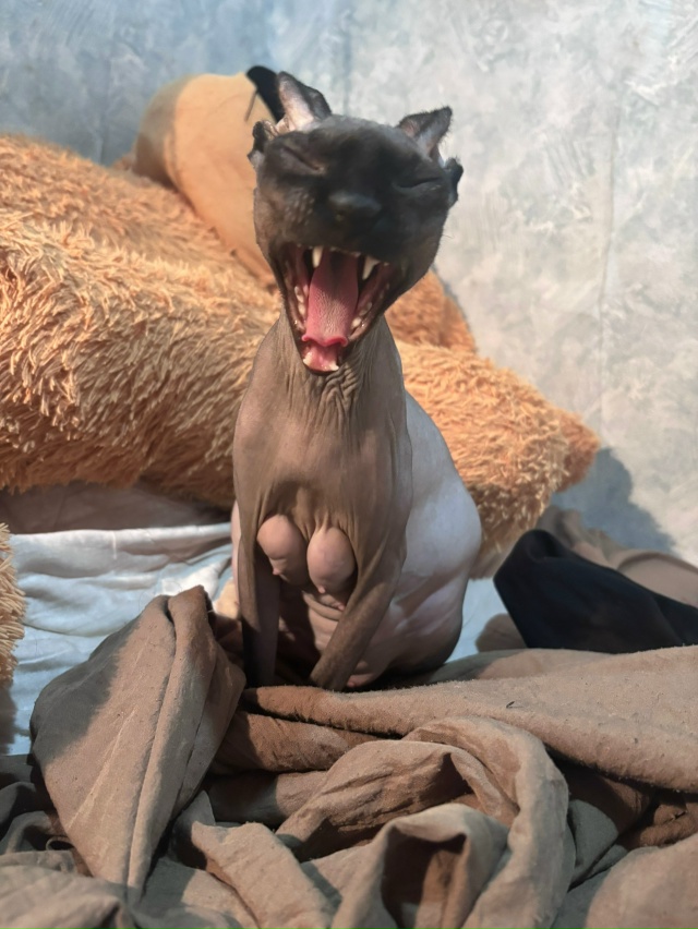 Чебурашка теперь мать❤️