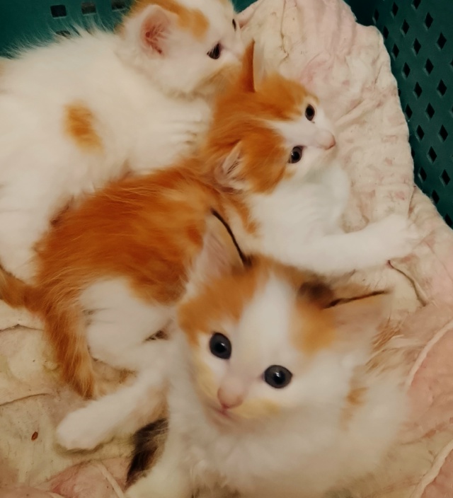 Отдам шустрых и милых котят в добрые руки, 2 мальчика и 1...