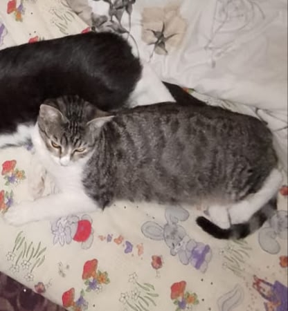 пропала серая кошечка со двора, неделю полторы назад, з...