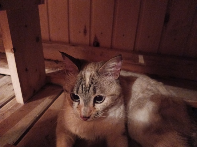 Пропала кошка в окрестности Зои Космодемьянской 53, мож...