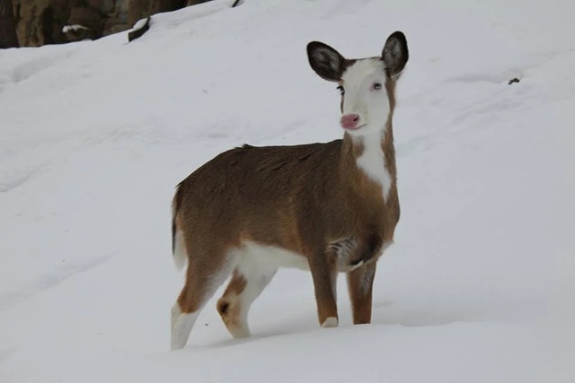 Белохвостый олень: Их рога — биомесиво, а болезнь зомб?...