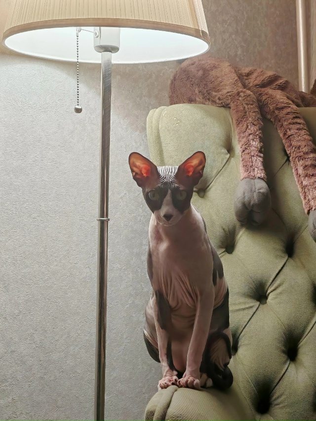 Гермес и его приключения в квартире.