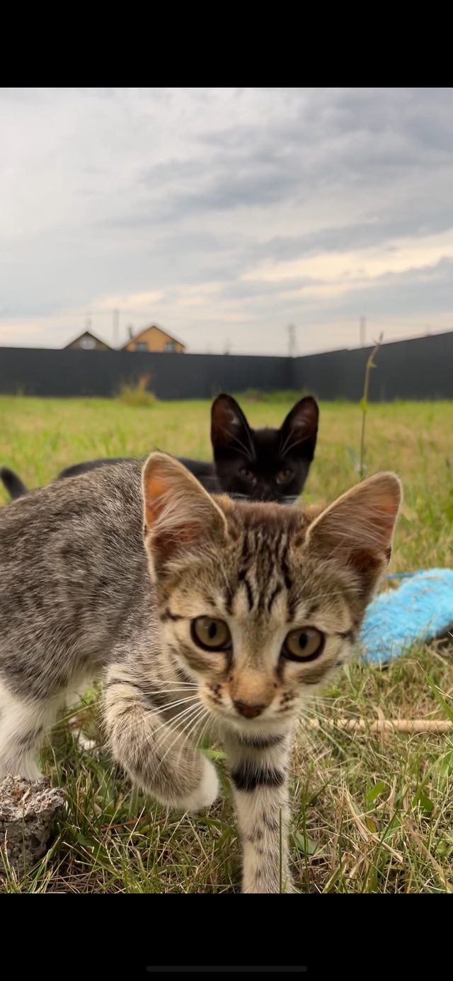 Отдам котят в добрые руки ❤️Котятам 3 месяца! 89874864300