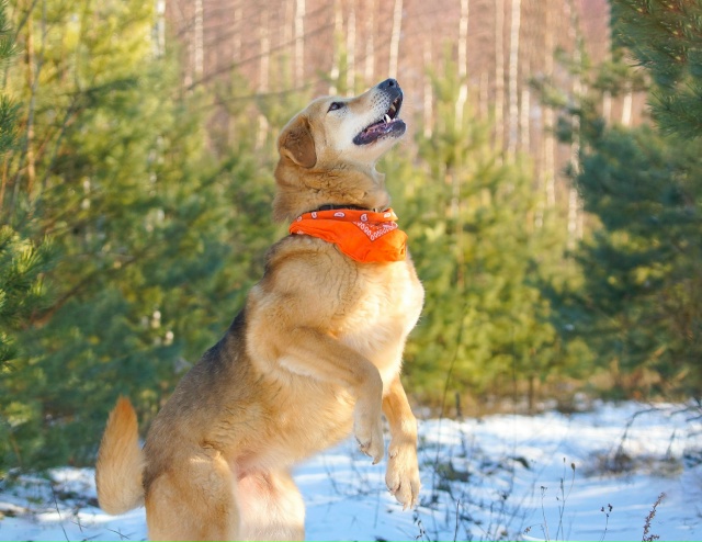 НУЖЕН ДОМ В МОЖАЙСКЕ!!!
Знакомьтесь Боня — она же Бони?...