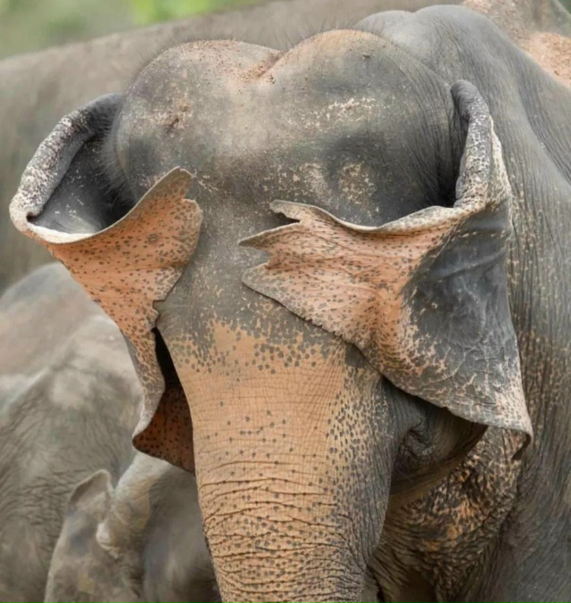 Подъехали финалисты фотоконкурса Nikon Comedy Wildlife Awards 2025 —...