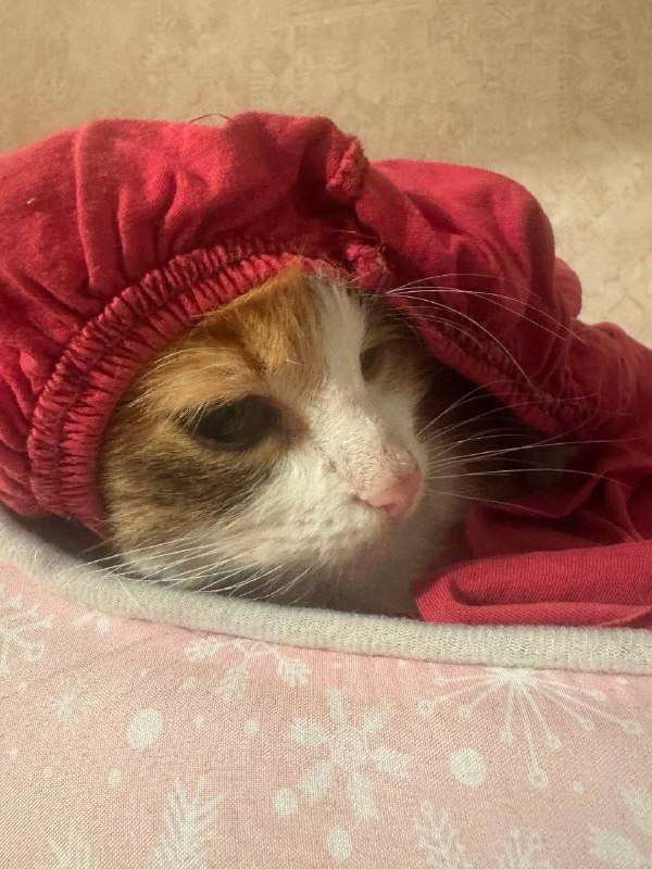 Москва! Кошечка ищет дом! Подбросили кошку трехцветную. Явно домашняя, но очень испуганная. Позволил