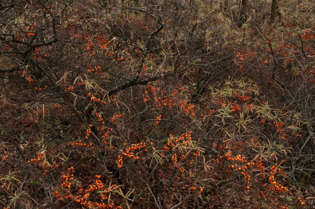 Красивая осень в Чайковском 🍂