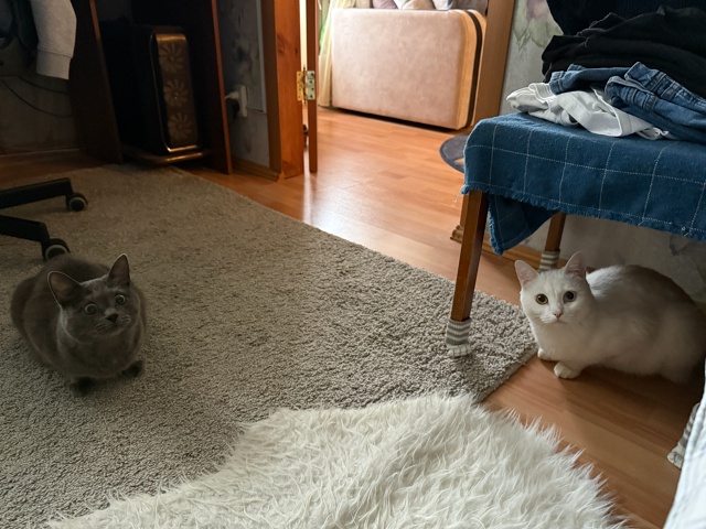 Бляцкая группа поддержки
#КотМихаил
#КошкаСветлана
