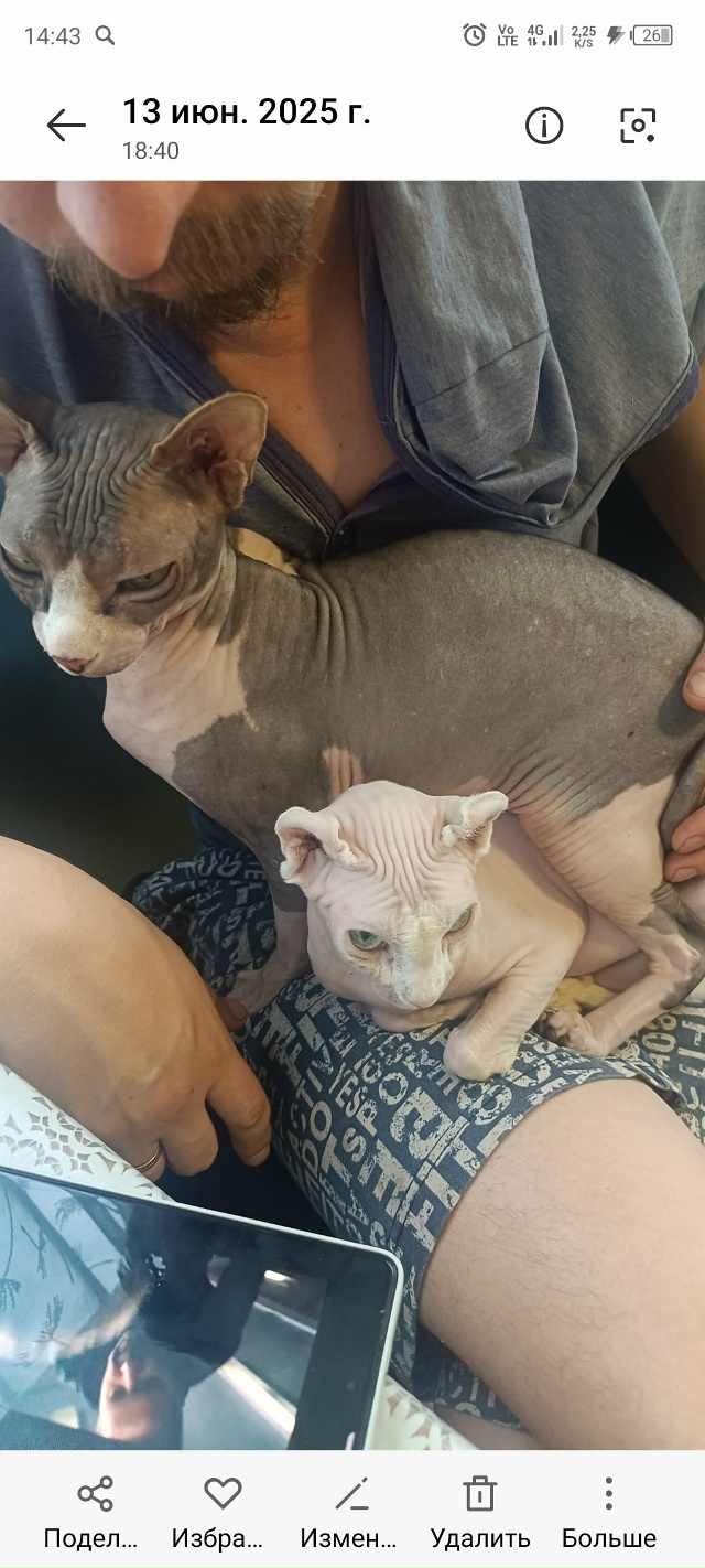 Кошачья пирамида египетская), сверху Масик, снизу Лора)