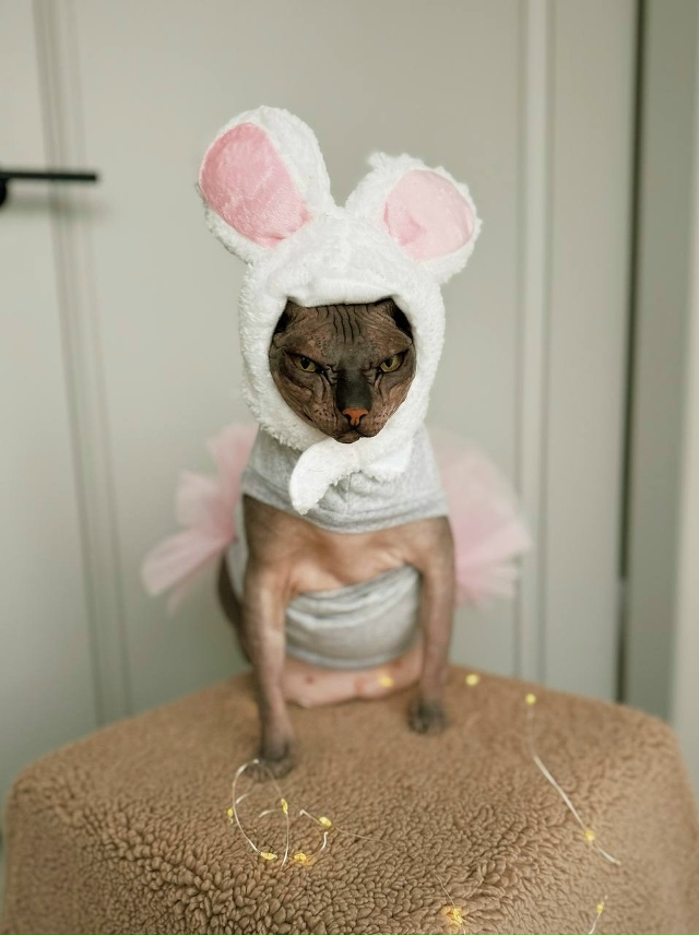 - Зачем тебе Лабубу? У нас же есть дома.
Лабубу дома:...