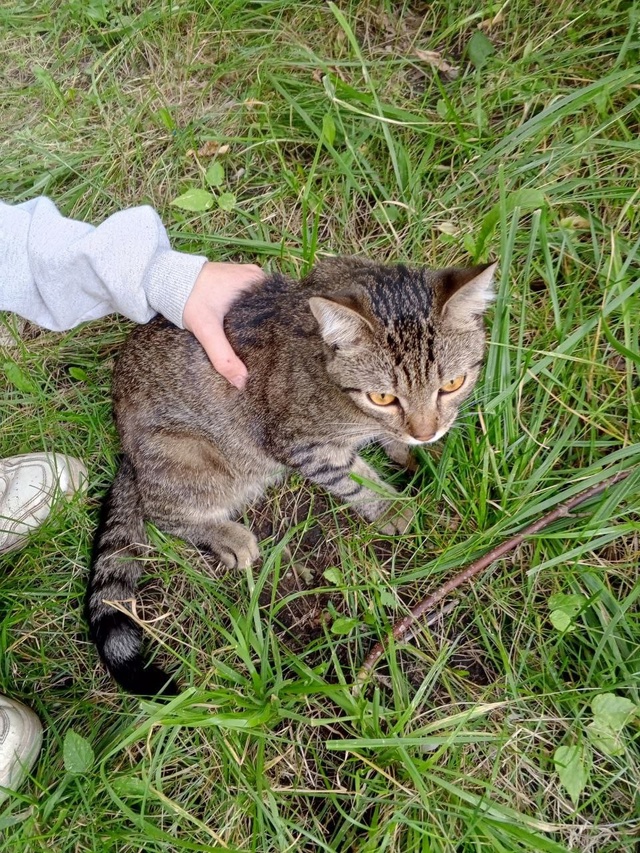 ПРОПАЛ КОТИК❗️ Выпрыгнул с балкона на 1 этаже утром 1...