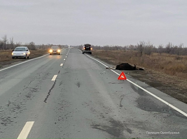 ❗Лося сбили на трассе в Оренбуржье
В Новоорском райо?...