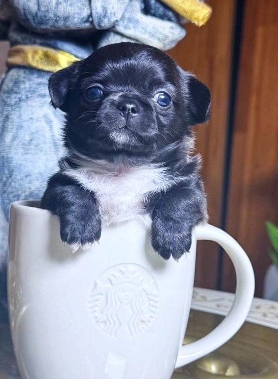 ? Щенки Чихуахуа — 1 месяц, отличные крови ?
Предлаг?...