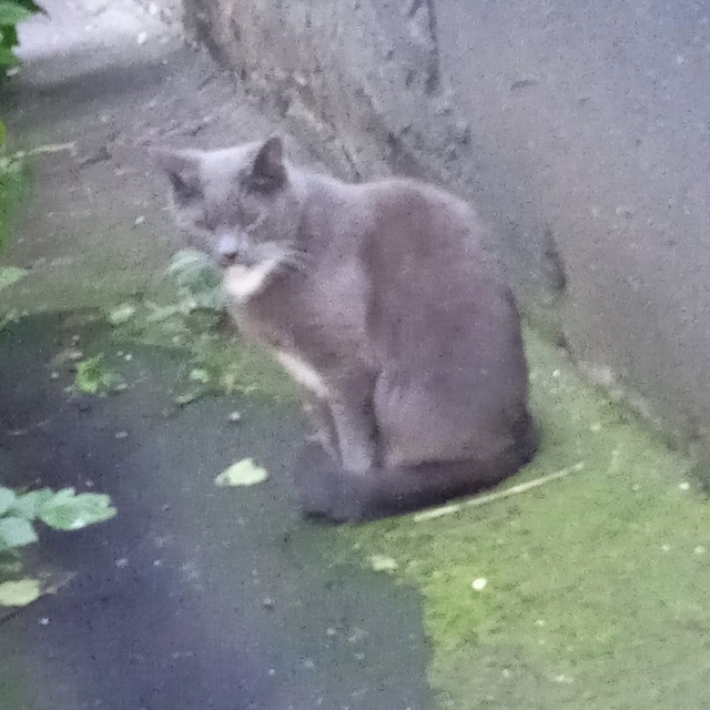 Второй вечер, когда я поливаю цветы во дворе, приходит ?...