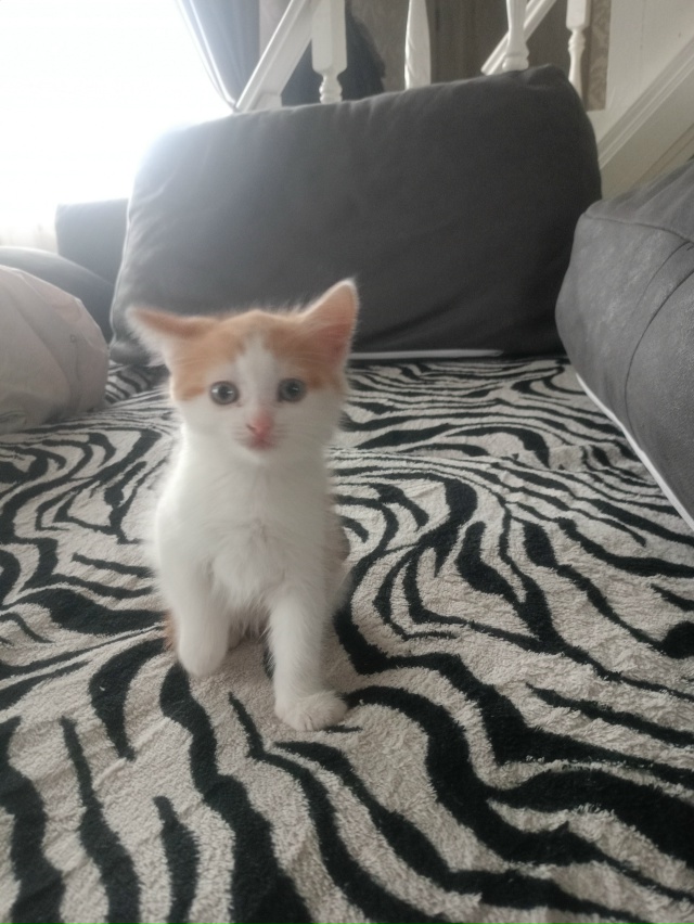 Котёнок 2 месяца, мальчик-кот, бодрый и здоровый, ест вс?...