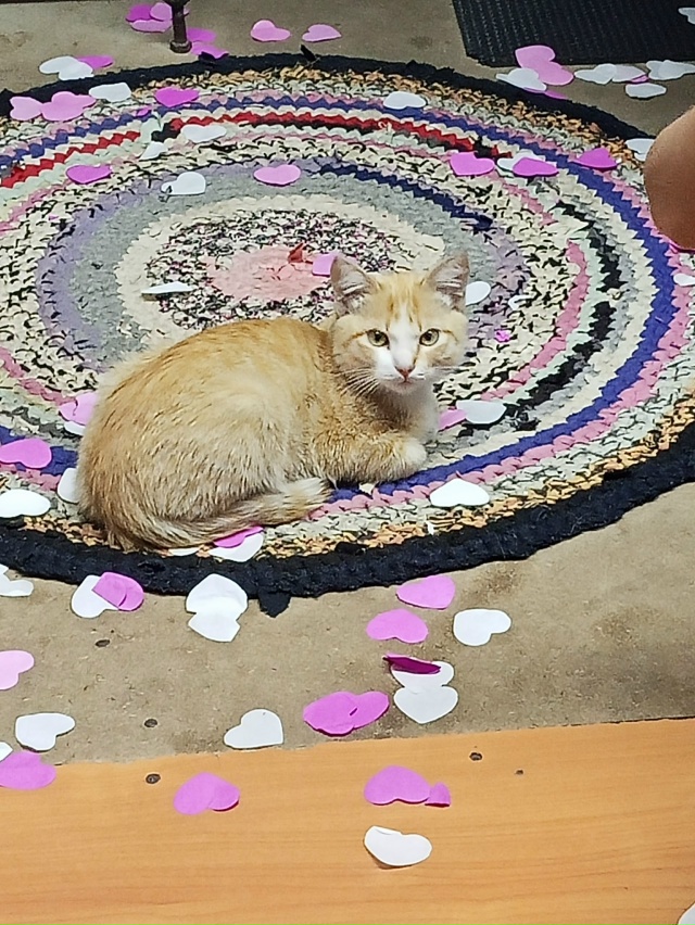 Потерялся котик , с ошейником в районе улица Союза .
Ес?...