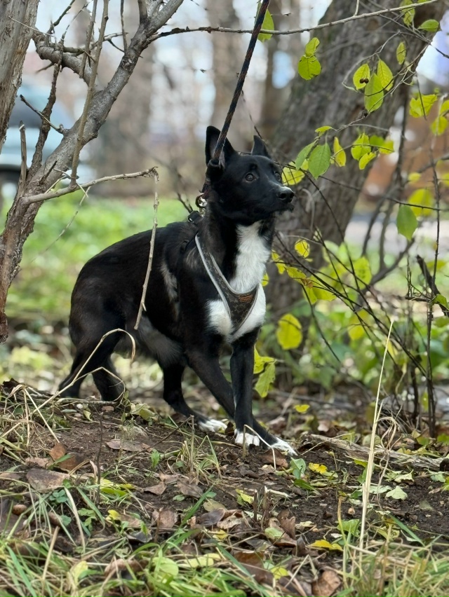 Очень срочно ищут любящих хозяев 4 щенка из расселяемо?...