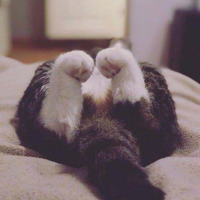 Прекрасных сновидений!