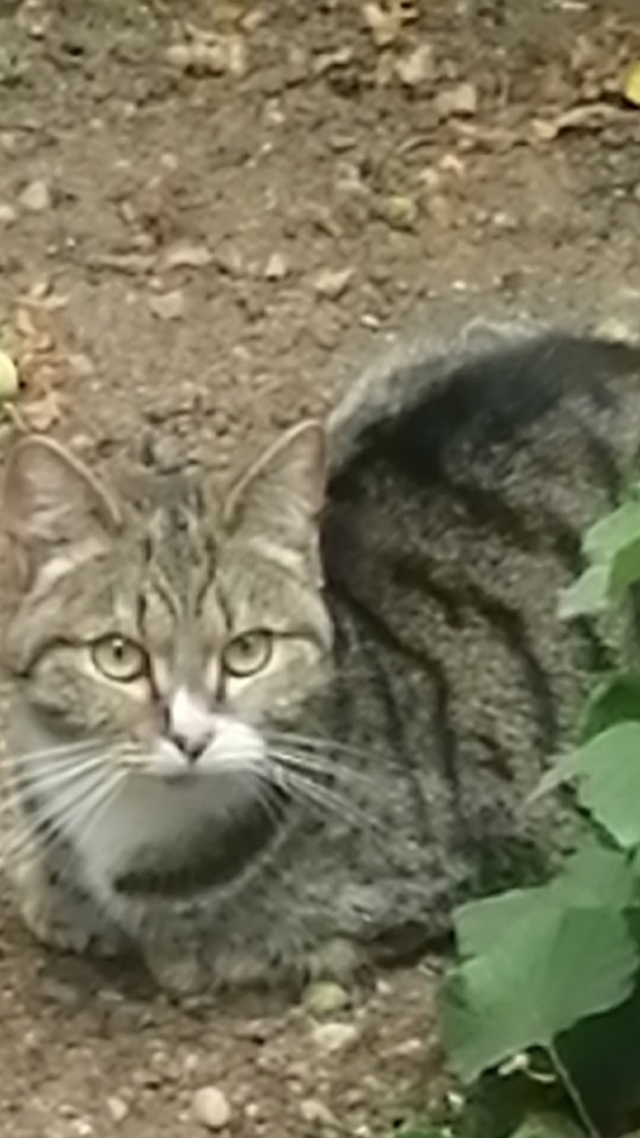 Чей котик на Гражданской мяукает уже четвёртый день, у?...