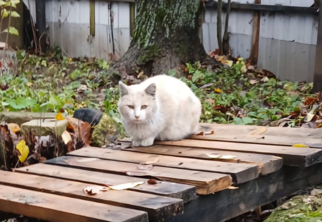 Хозяин найдись
+79092465010