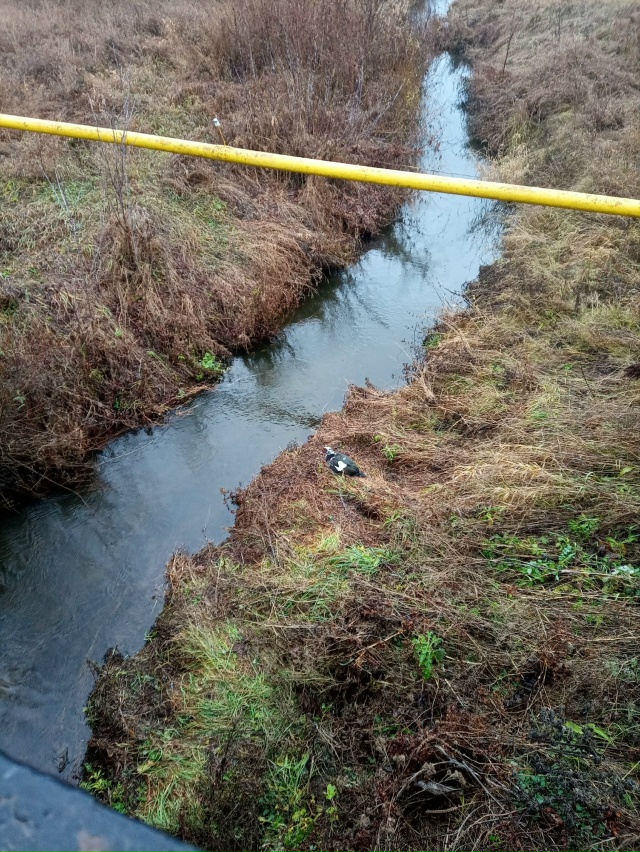 У кого потерялась индоутка, селезень. Плавает под мост?...