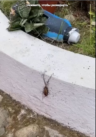 Многие видели, как муравьи сообща переносят крупного ж...